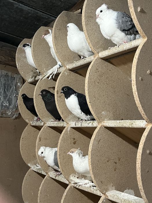 Gołębie ozdobne newki wywrotki czajki wiedeńskie krymki cepelki