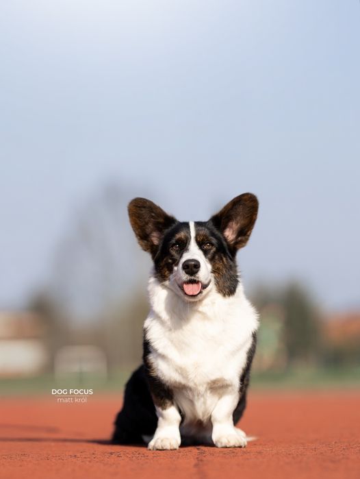 Planowany miot wiosna 2026 Welsh Corgi!