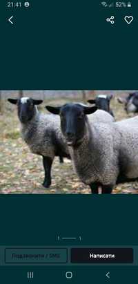Продам вівці романівські