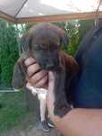 Eli gotowa do adopcji