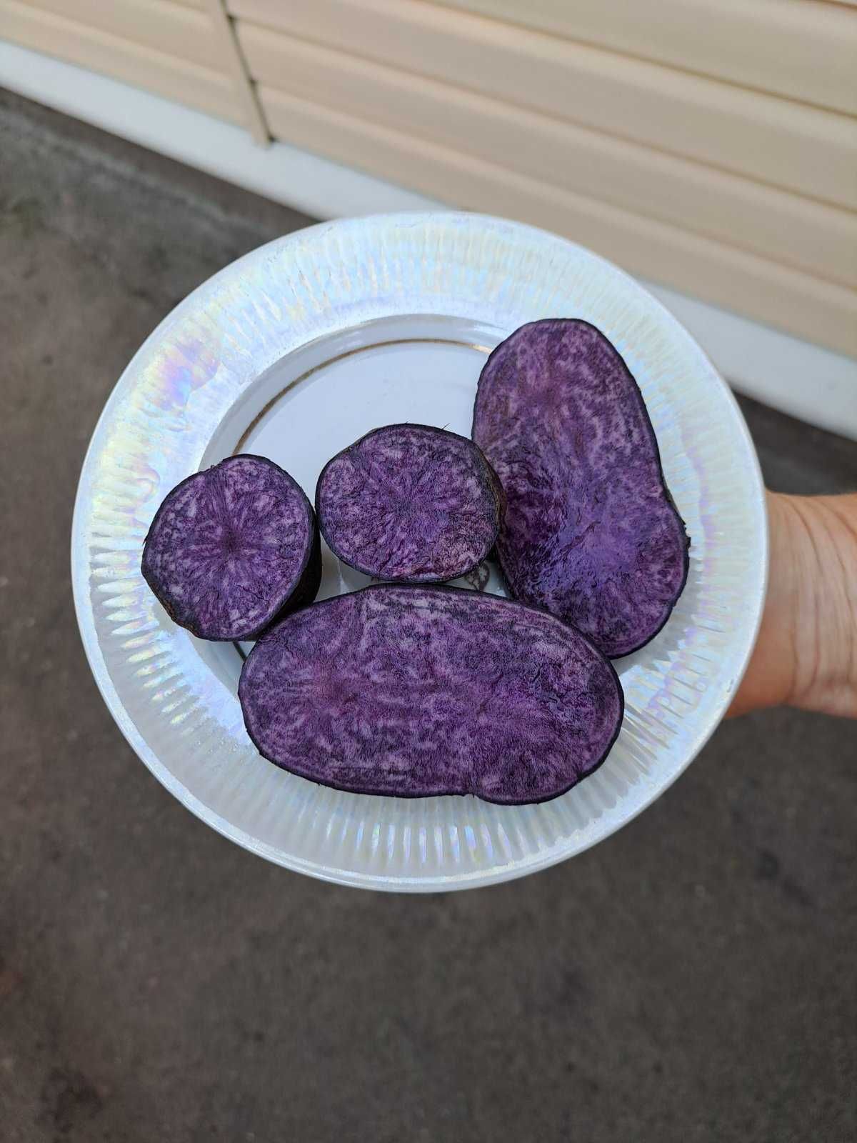 Картошка фіолетова картопля