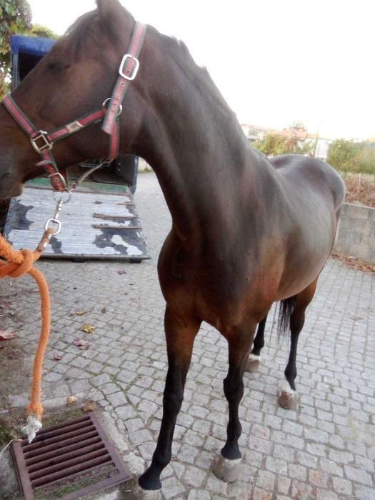 Egua 4 anos muito mansa