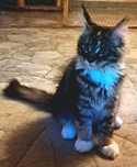 Maine Coon, kotka o imieniu Pati