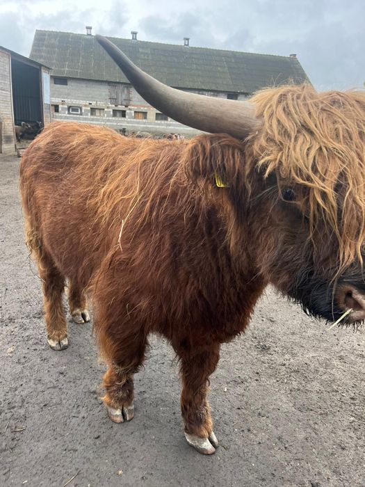 Byk szkocka krowa highland