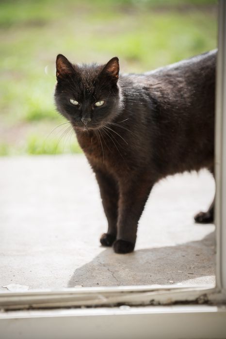 Kocurek Gizmo do adopcji!