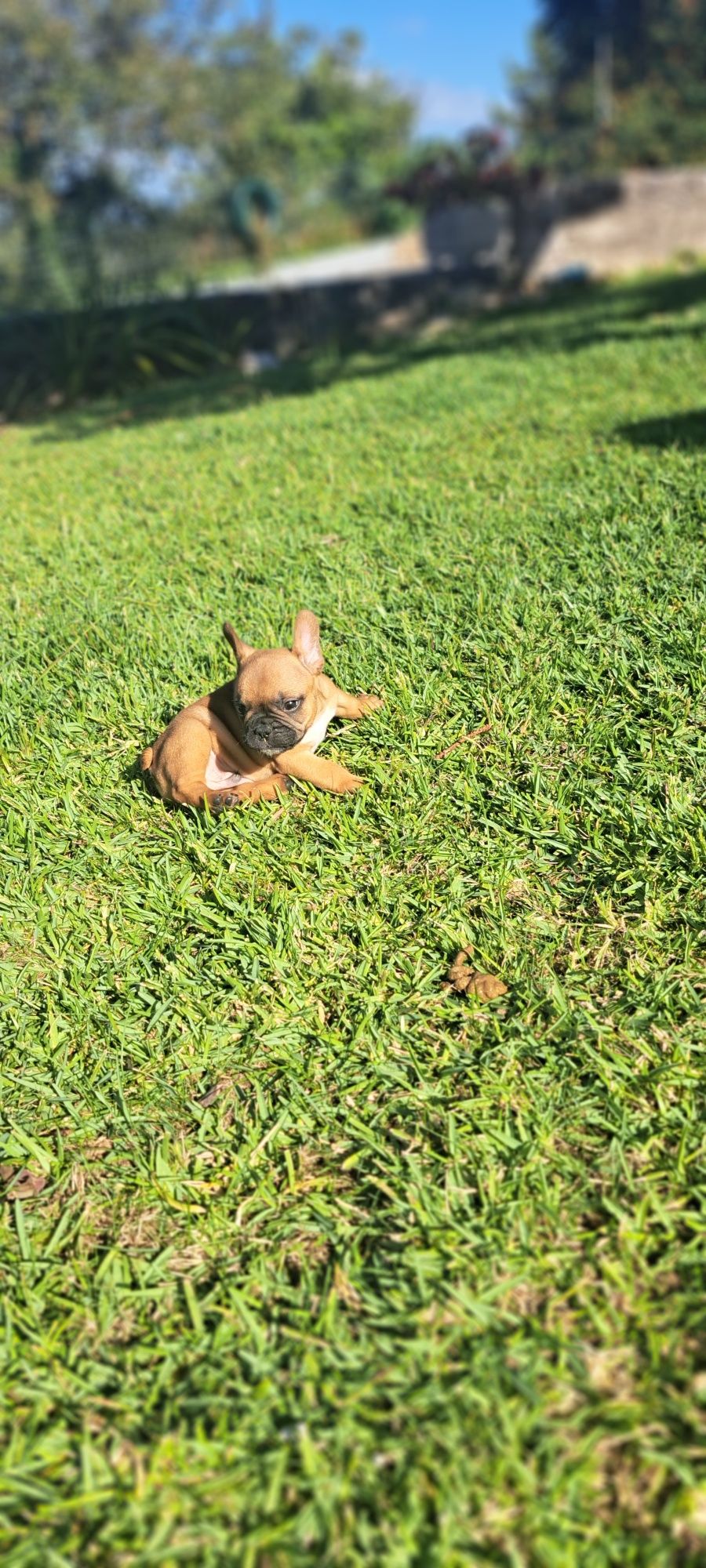 Buldogue francês macho red fawn