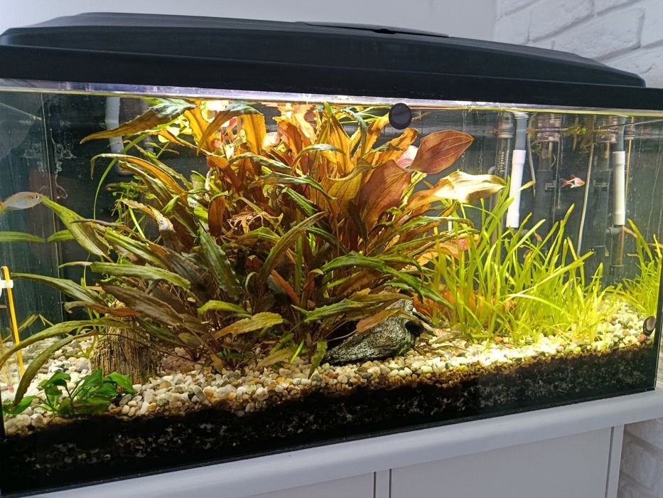 Akwarium 112l,rybki,rosliny