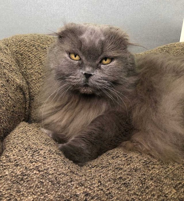 Вислоукая Шотландская кошечка Коша, впедная красотка, 2-3 года