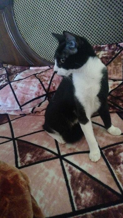 Gato gatinho para adoção consciente