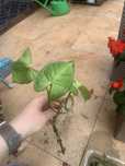 Epipremnum njoy, epipremnum gold, scindapsus