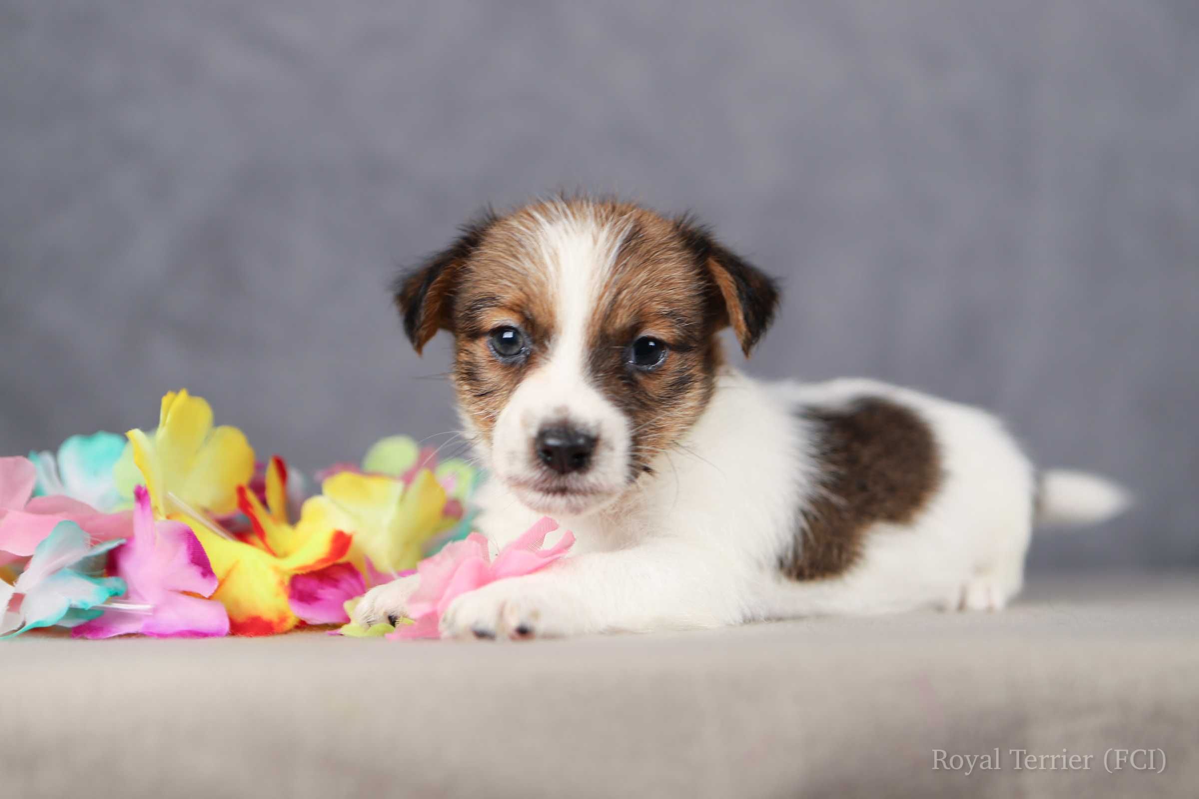 piesek Jack Russell terrier ZKWP/FCI szorstkowłosy