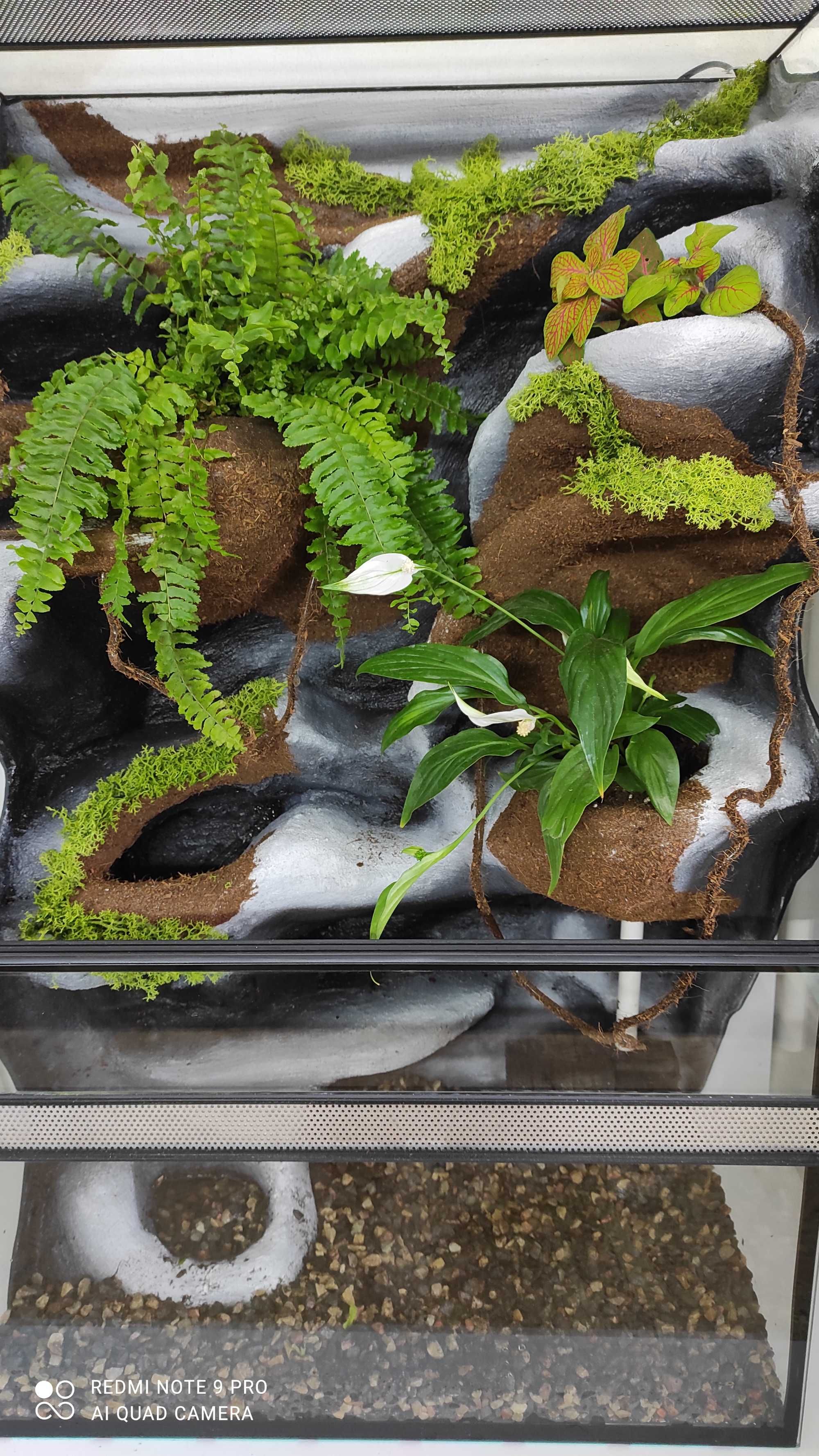 Paludarium dla gekona orzęsionego z wodospadem, TW07KTW, AquaWaves