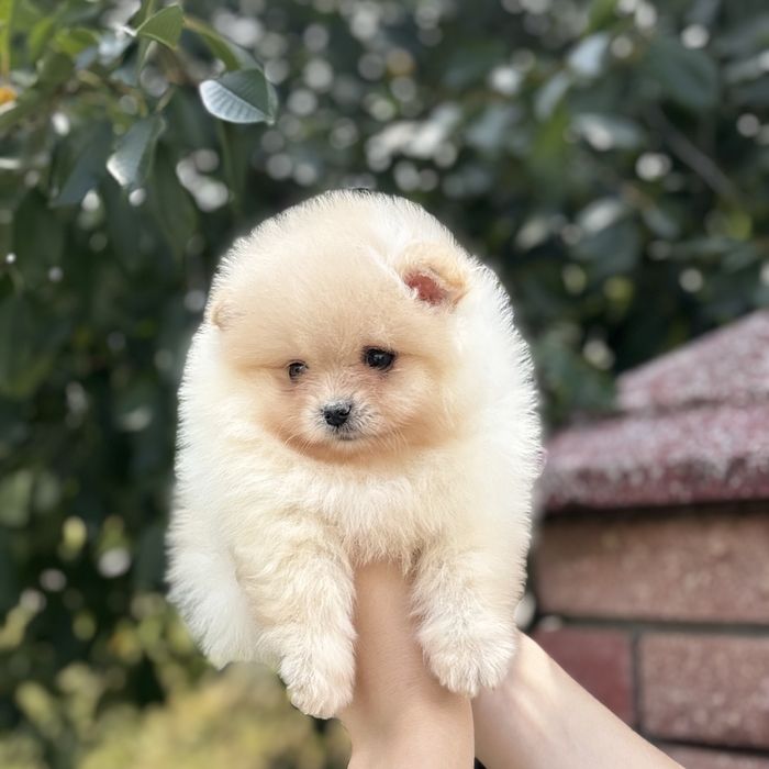 лялькова дівчинка тип ведмедика