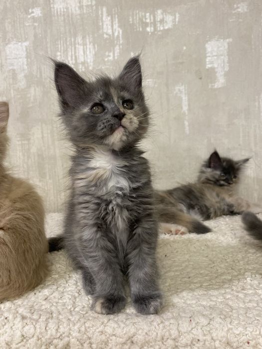 Чистокровные котята  Мейн-кун