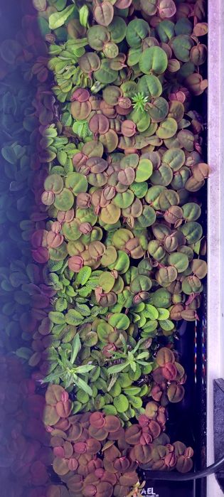 Phyllanthus fluitans rośliny pływające po tafli akwarium