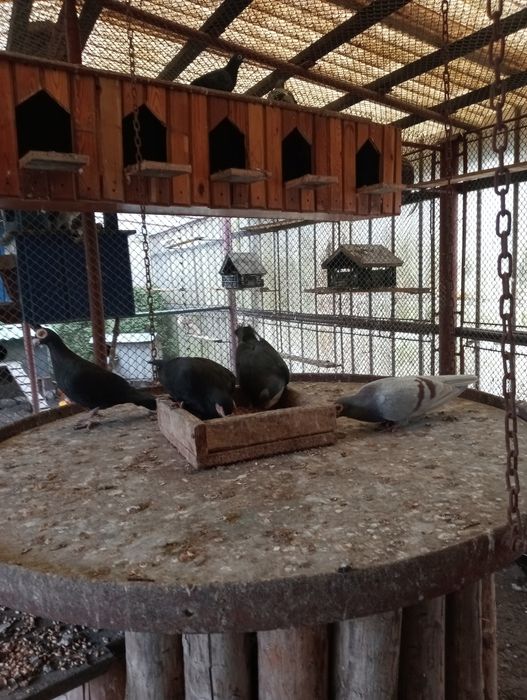 Gołębie mewki cukrówki brodawczaki