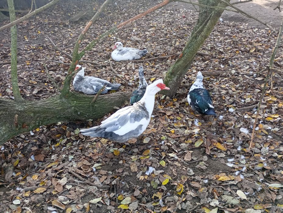 Kaczki z własnego chowu