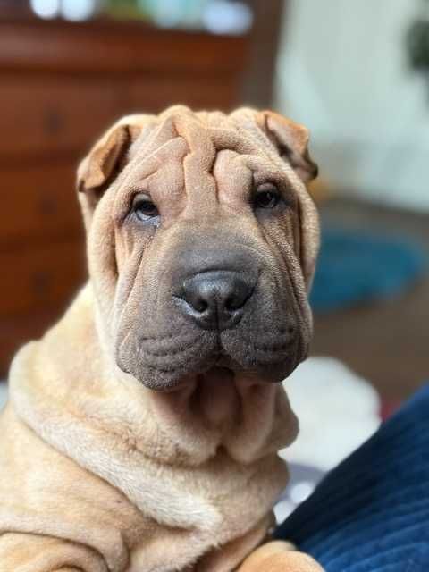 Hodowla rasy shar pei Red Folds przedstawia szczeniaków ur. 22.06.2025