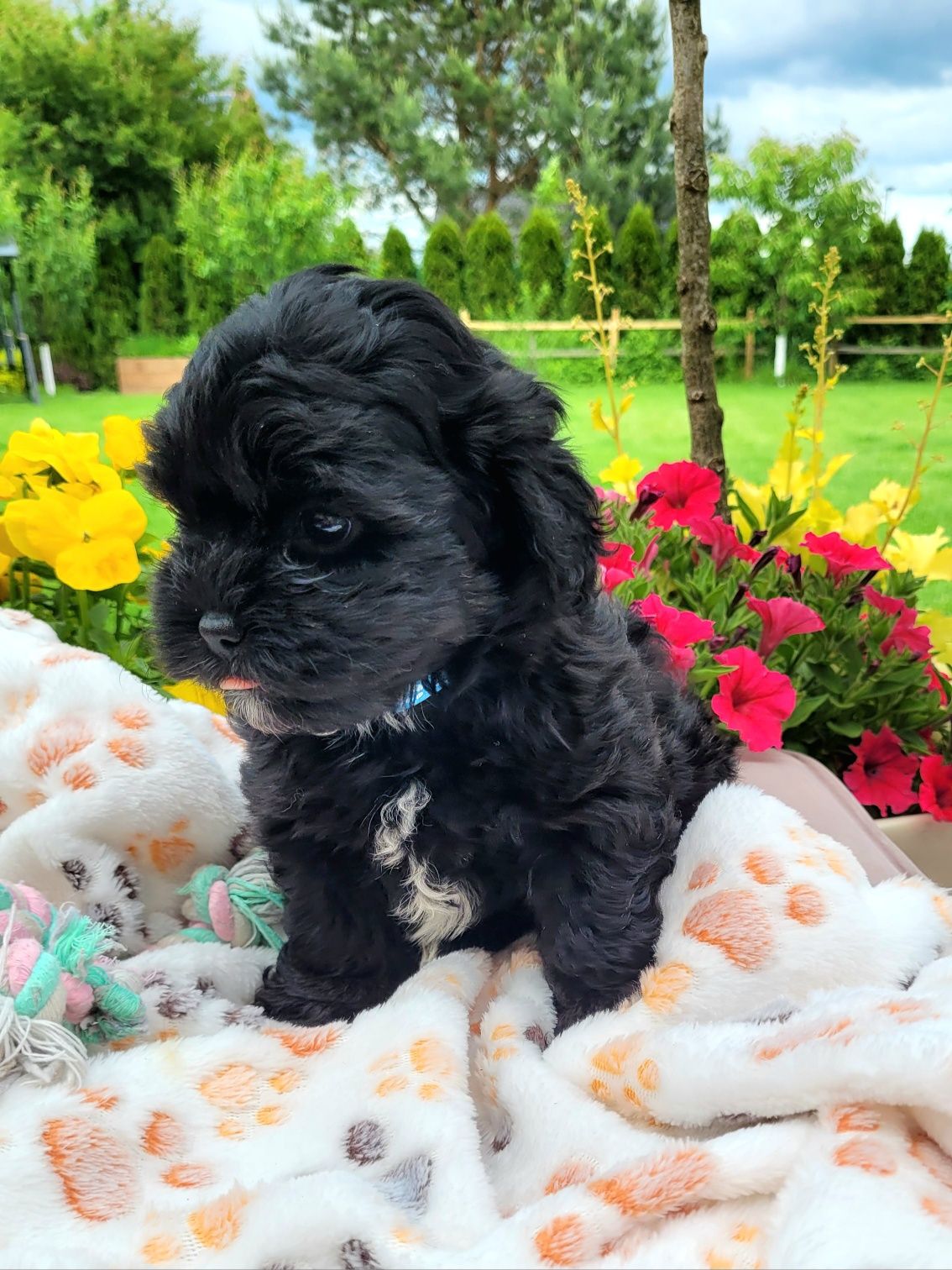 Shihpoo samiec hybryda gotowy do odbioru