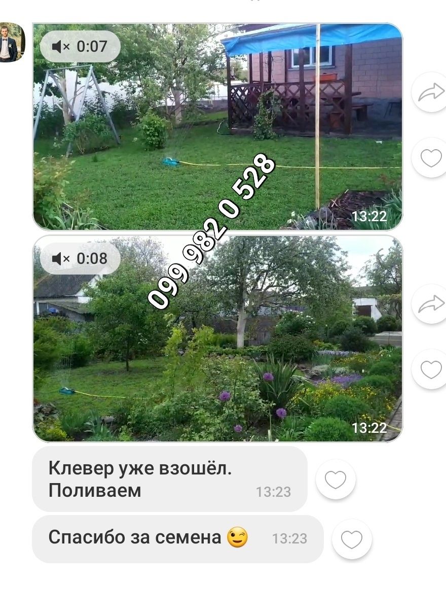 Газон из белого микро клевера 1кг конюшина повзуча різні виробники