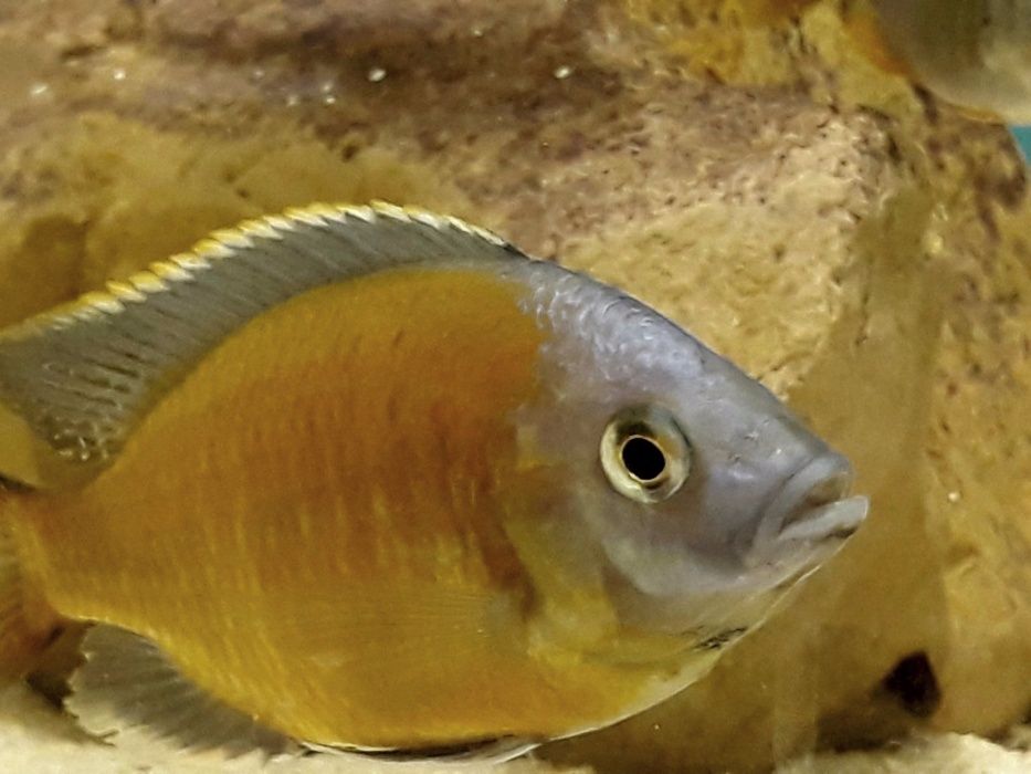 Copadichromis borleyi Kadango