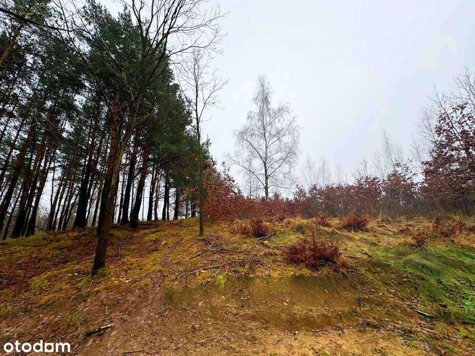 Działka w Bydgoszczy ze ścianą lasku