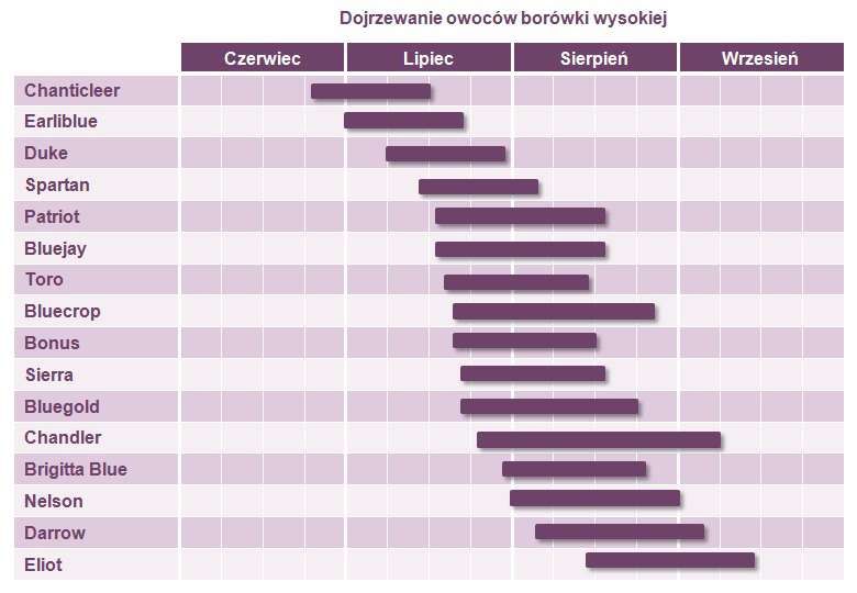 Sadzonki borówki Chandler | Borówka Amerykańska Chandler | Wysoka,CAC