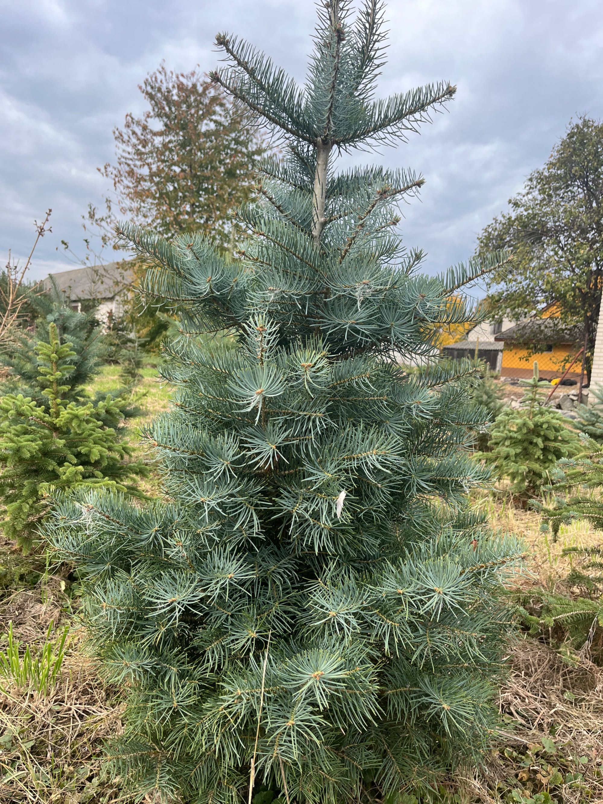 Sprzedam Choinki