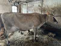Na sprzedaż Krowa Jersey