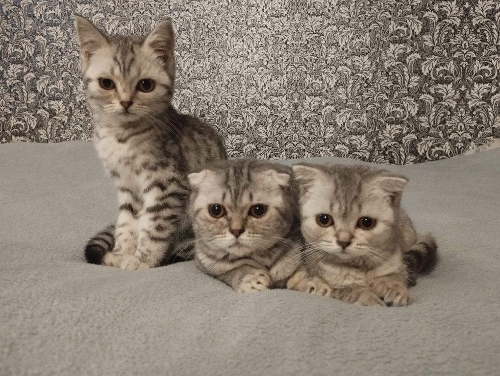 Шотландські кошенята
