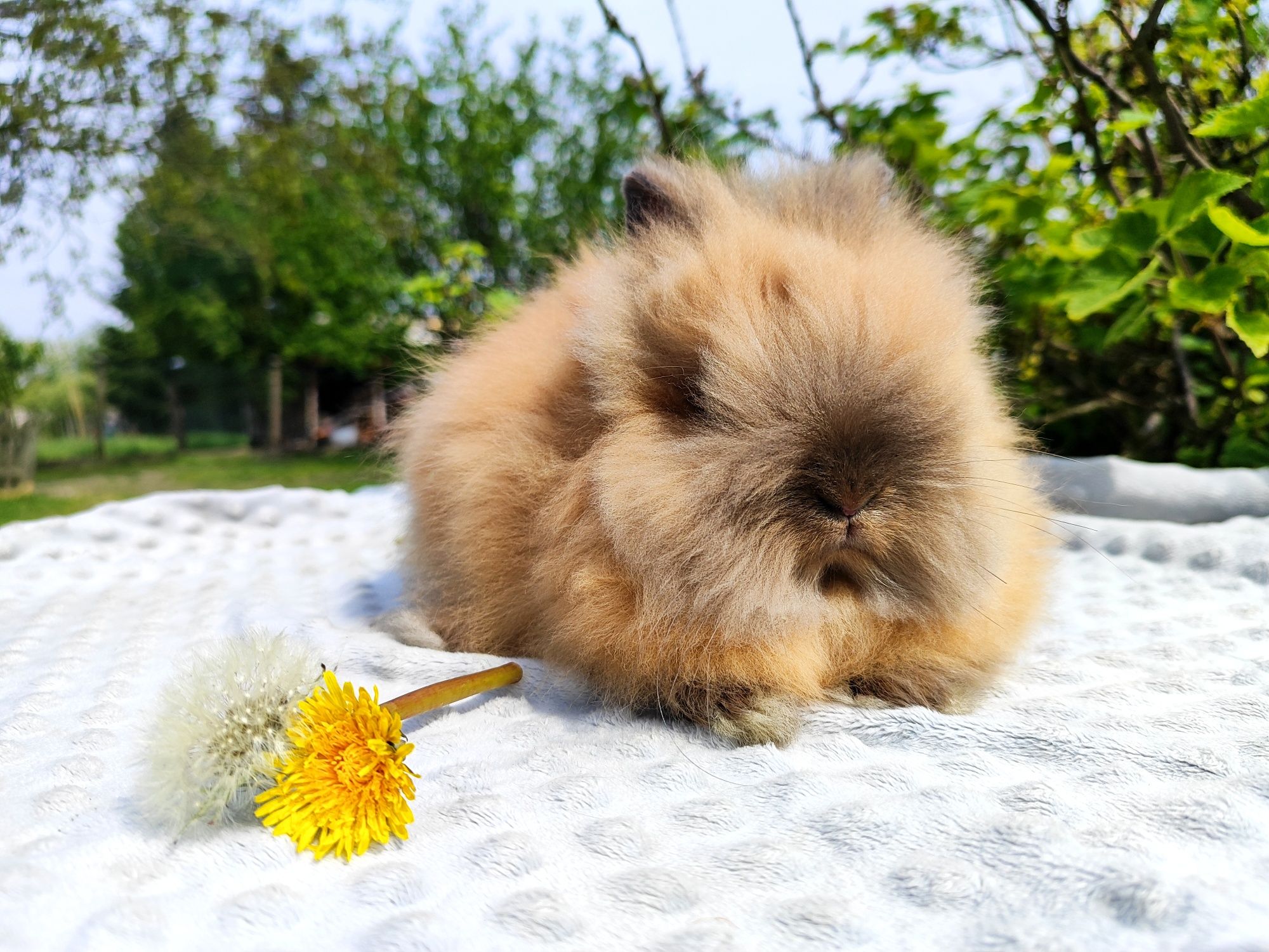 Karzełek teddy rasowy metryka legalna hodowla królik miniaturka