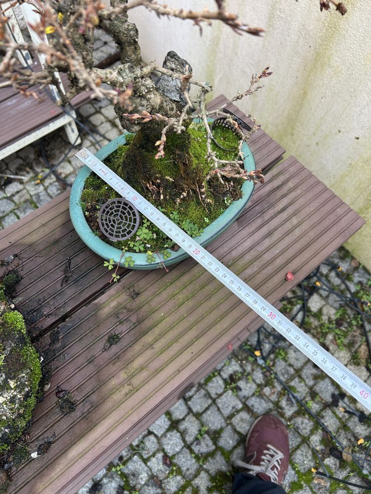 Bonsai forsythia