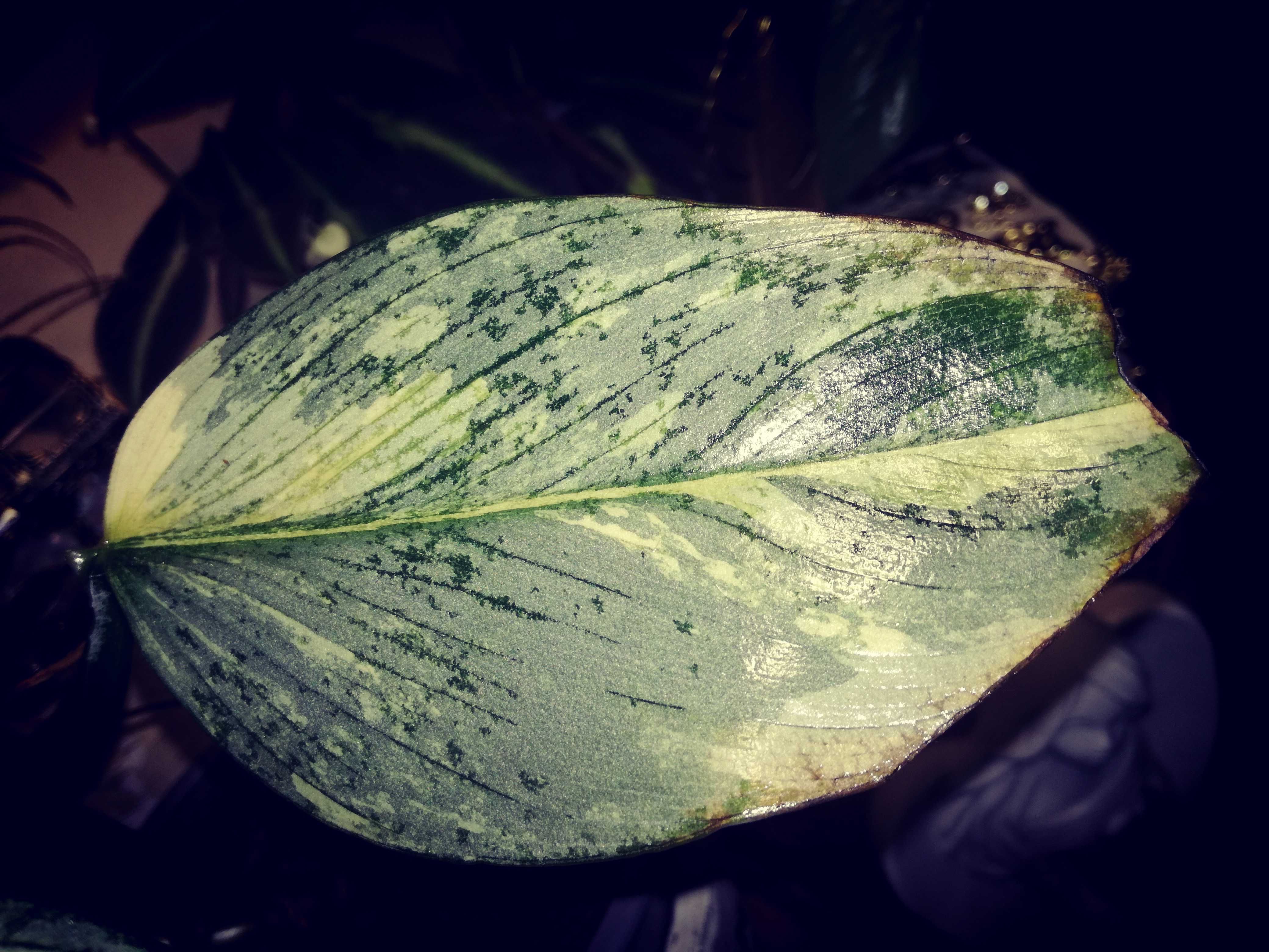 Philodendron Hastatum Silver Sword Variegata filodendron monstera