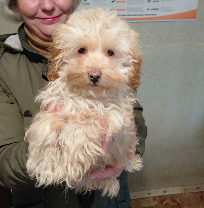 Пропонується Мальтіпу