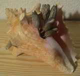 Búzio com 6 garfos de 2 dentes.