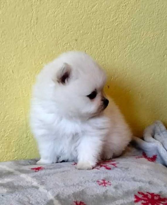 Sznaucer Miniaturowy Pomeranian Suczka
