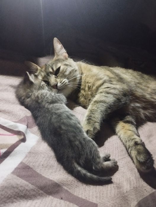 Пошук кошики звати Мишка