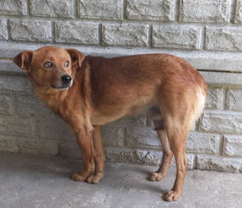 Cukierek - pilnie potrzebuje domu