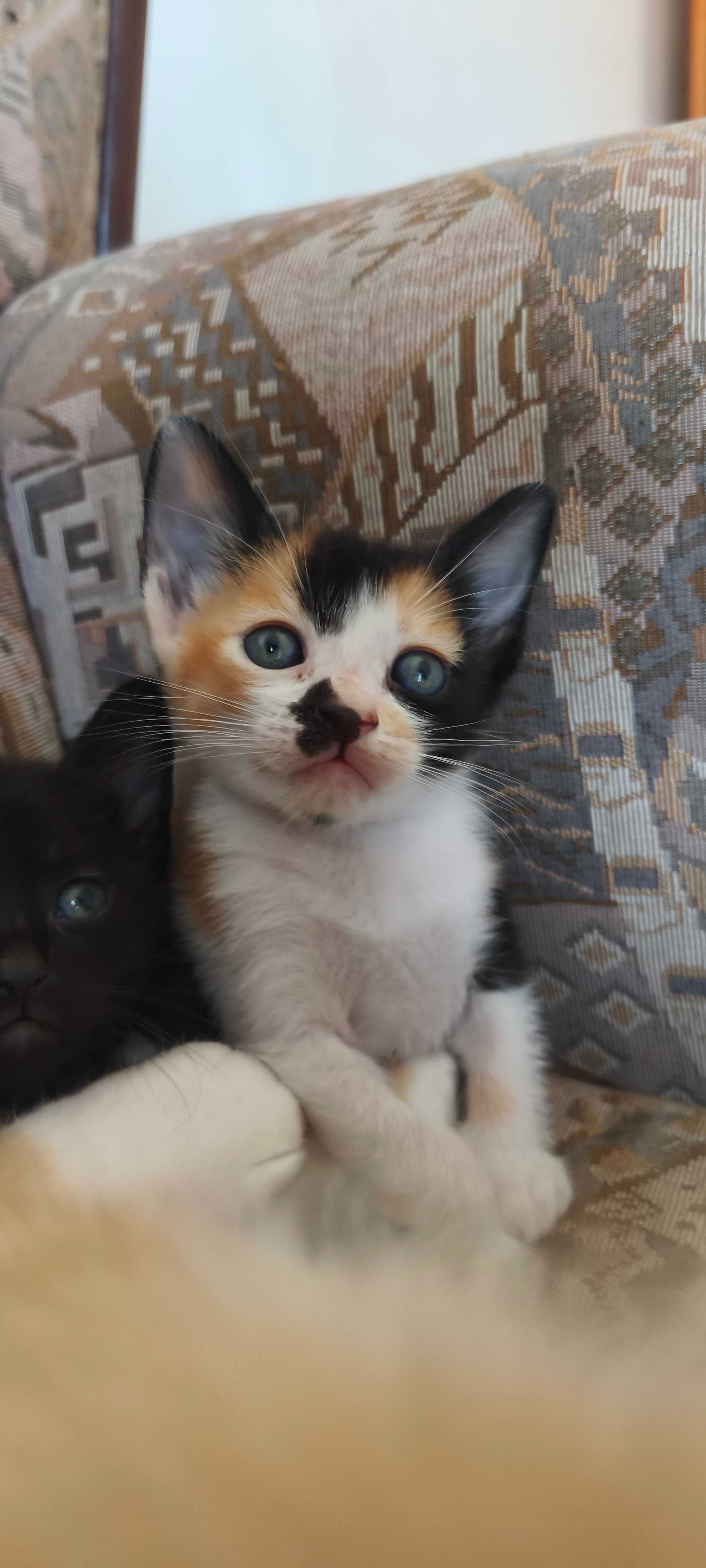 Gatinhos fofos para adoção