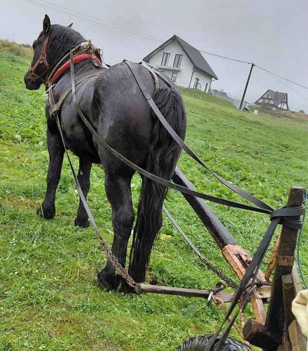 Sprzedam konia wałacha
