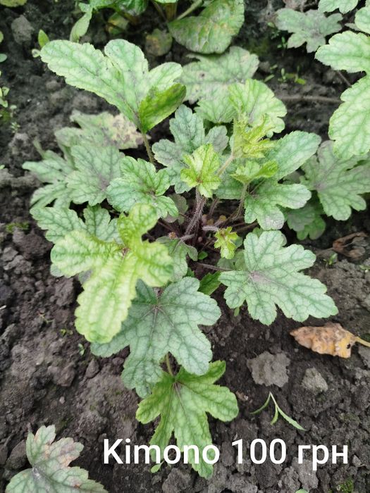 Гейхера, гейхерела, тіарела,  квіти для тінистих ділянок