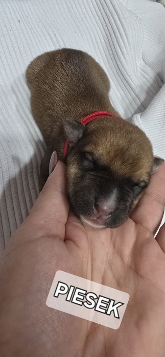 Oddam W Dobre Ręce [ mama amstaff ]