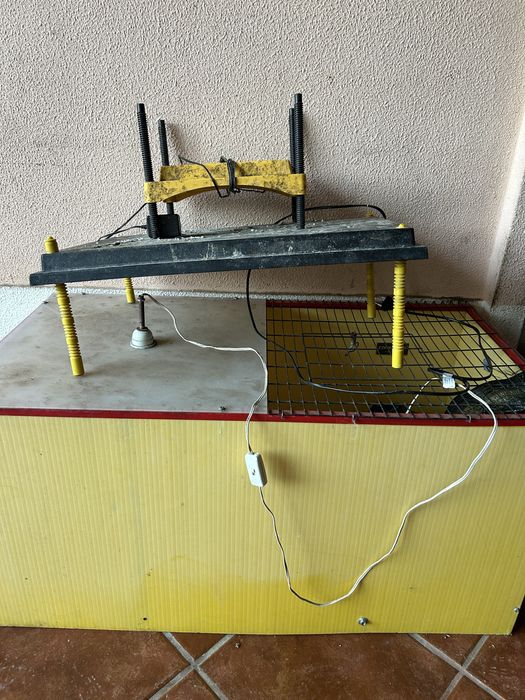 Maternidade pintos recem nascidos