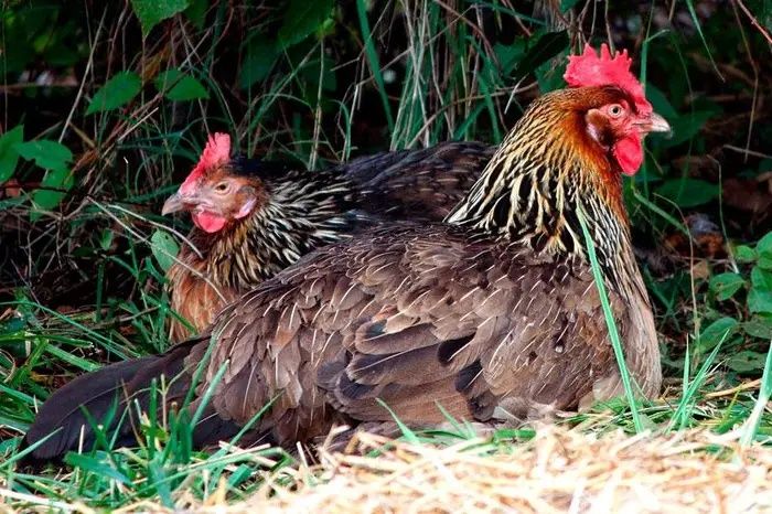 Інкубаційне яйце