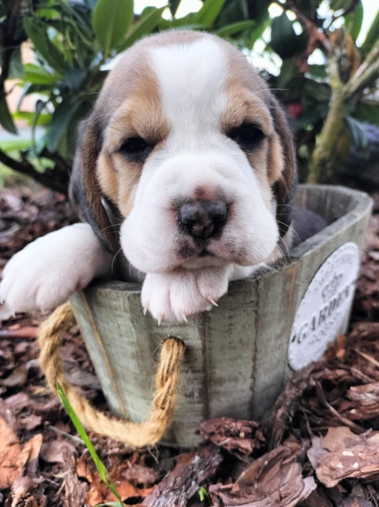 Szczeniak Beagle