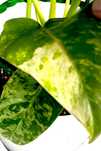 Philodendron giganteum varie