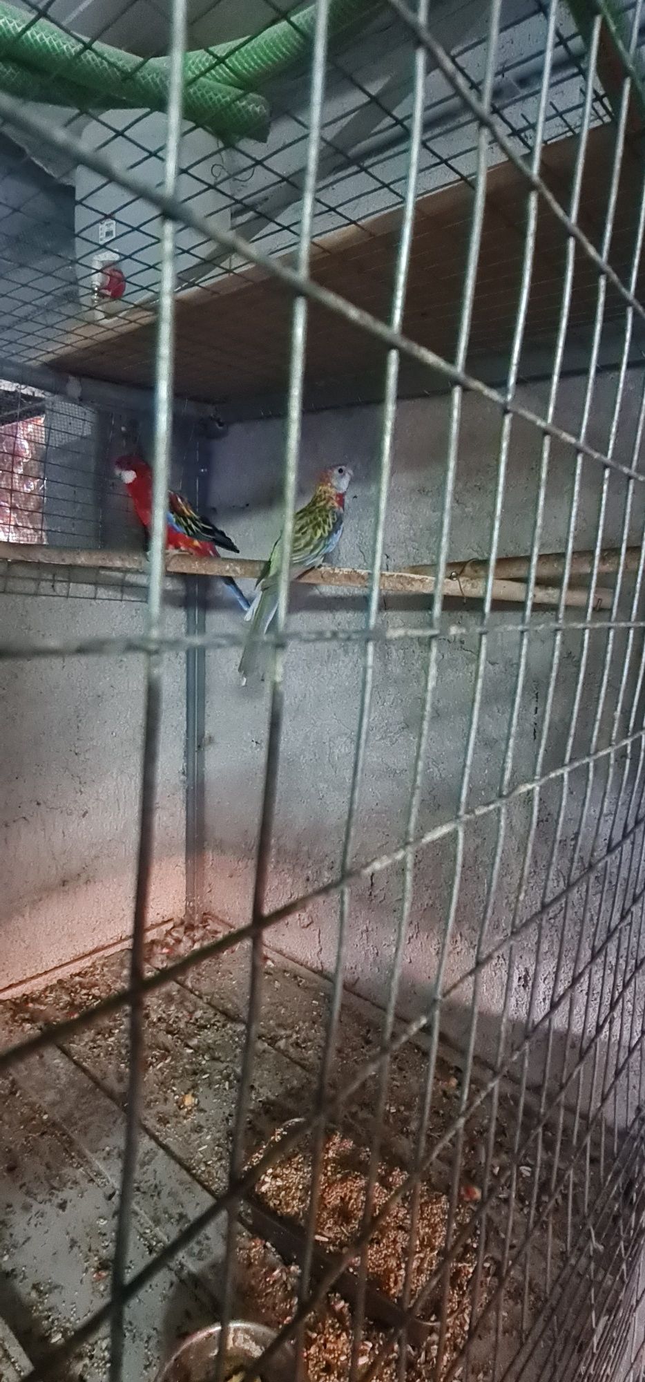Vários tipos de aves