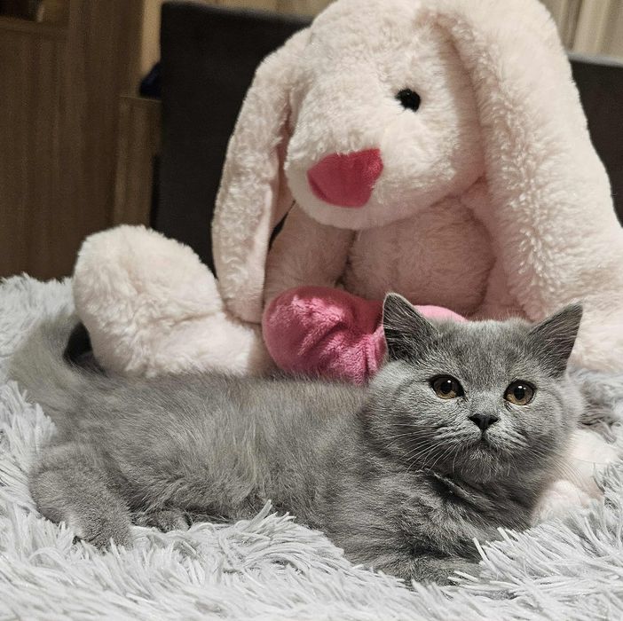 Kotka brytyjska krótkowłosa, British Shorthair