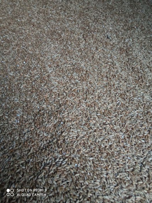 Pszenżyto ozime paszowe Rotondo opis