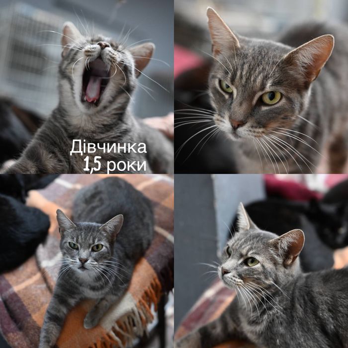 Приезжайте в приют выбирать котика бесплатно